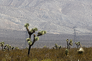 Mojave_PH24_IMG_6724-Enhanced-NR.jpg