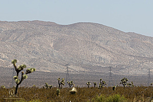 Mojave_PH24_IMG_6726-Enhanced-NR.jpg