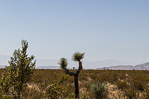 Mojave_PH24_IMG_6728-Enhanced-NR.jpg