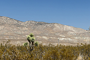 Mojave_PH24_IMG_6766-Enhanced-NR.jpg