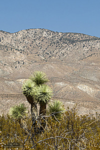 Mojave_PH24_IMG_6771-Enhanced-NR.jpg