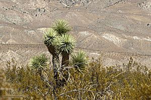 Mojave_PH24_IMG_6772-Enhanced-NR.jpg