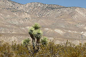 Mojave_PH24_IMG_6774-Enhanced-NR.jpg