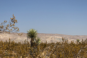 Mojave_PH24_IMG_6776-Enhanced-NR.jpg