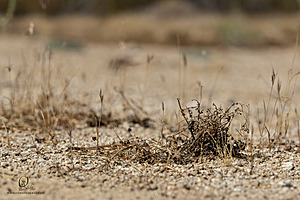 Mojave_PH24_IMG_6801-Enhanced-NR.jpg