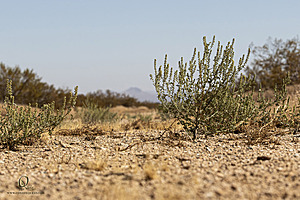 Mojave_PH24_IMG_6810-Enhanced-NR.jpg