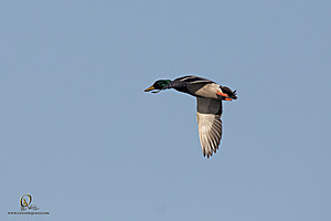 CC_PH23_IMG_5797.jpg