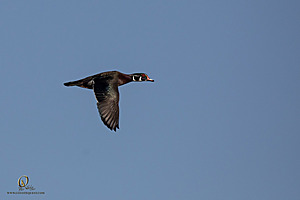 CC_PH23_IMG_5817.jpg