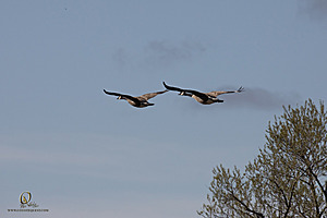 CC_PH23_IMG_5918.jpg
