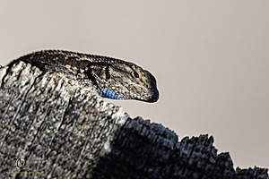 CCC_PH24_IMG_6853-Enhanced-NR.jpg