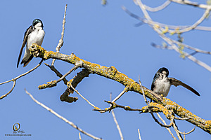 CCC_PH24_IMG_1352-Enhanced-NR.jpg