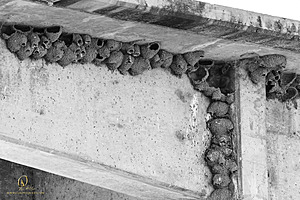 CCC_PH24_IMG_1366-Enhanced-NR.jpg