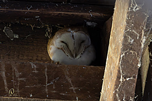 CCC_PH24_IMG_1444-Enhanced-NR.jpg