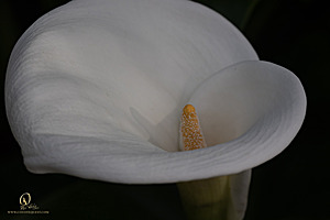 DA_PH22_IMG_7589.jpg