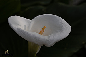DA_PH22_IMG_7593.jpg