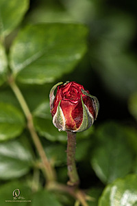 DA_PH22_IMG_7652.jpg
