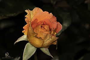 DA_PH22_IMG_7660.jpg