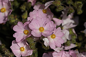 DA_PH22_IMG_7729.jpg