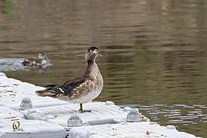 DA_PH22_IMG_8383.jpg