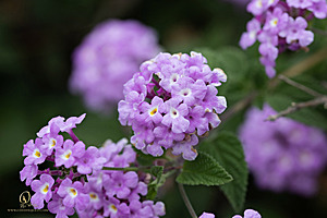 DA_PH22_IMG_9618.jpg