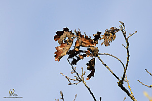 EY_PH23_IMG_0642-Enhanced-NR.jpg