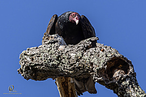 EY_PH23_IMG_0701-Enhanced-NR.jpg