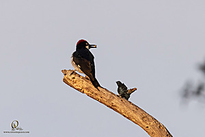 EY_PH23_IMG_9964-Enhanced-NR.jpg