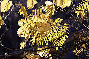 EY_PH23_IMG_2037-Enhanced-NR.jpg
