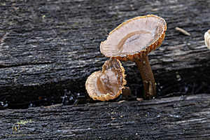 EY_PH23_IMG_4430-Enhanced-NR.jpg
