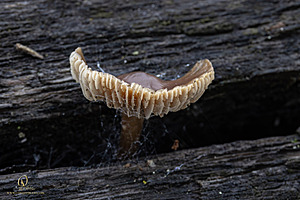 EY_PH23_IMG_4432-Enhanced-NR.jpg