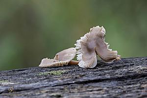 EY_PH23_IMG_4439-Enhanced-NR.jpg