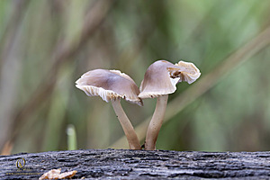 EY_PH23_IMG_4444-Enhanced-NR.jpg
