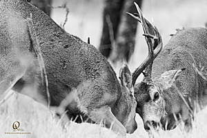 EY_PH23_IMG_4543-Enhanced-NR.jpg
