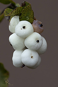 EY_PH23_IMG_4609-Enhanced-NR.jpg