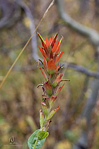 Caples_PH22_IMG_6414.jpg