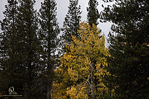 Caples_PH22_IMG_6647.jpg