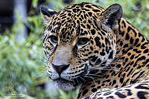 SacZoo_PH23_IMG_2517-Enhanced-NR.jpg