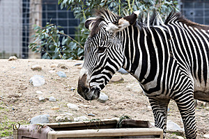 SacZoo_PH23_IMG_2896-Enhanced-NR.jpg