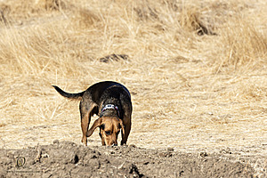 Filename=LF_PH24_IMG_8324-Enhanced-NR.jpg
Filesize=366KiB
Dimensions=1200x800
Date added=May 18, 2025 LF_PH24_IMG_8324-Enhanced-NR.jpg