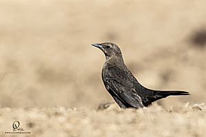 LF_PH24_IMG_8442-Enhanced-NR.jpg