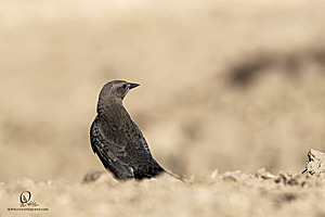 LF_PH24_IMG_8448-Enhanced-NR.jpg