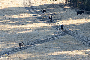 LF_PH24_IMG_7527-Enhanced-NR-2.jpg