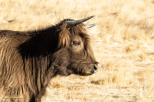 LF_PH24_IMG_7625-Enhanced-NR-2.jpg