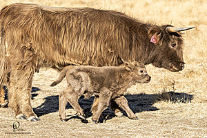 LF_PH24_IMG_7674-Enhanced-NR-2-2.jpg