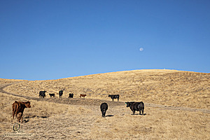 LF_PH24_IMG_7731-Enhanced-NR.jpg