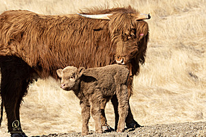 Filename=LF_PH24_IMG_7940-Enhanced-NR.jpg
Filesize=448KiB
Dimensions=1200x800
Date added=May 18, 2025 LF_PH24_IMG_7940-Enhanced-NR.jpg