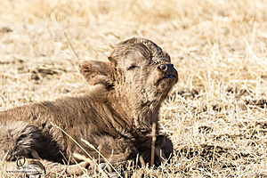 Filename=LF_PH24_IMG_8026-Enhanced-NR.jpg
Filesize=457KiB
Dimensions=1200x800
Date added=May 18, 2025 LF_PH24_IMG_8026-Enhanced-NR.jpg