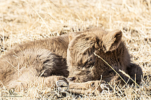 LF_PH24_IMG_8049-Enhanced-NR.jpg