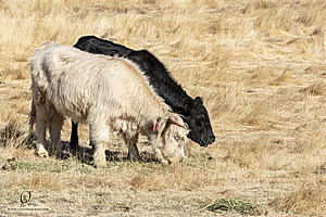 Filename=LF_PH24_IMG_8165-Enhanced-NR.jpg
Filesize=632KiB
Dimensions=1200x800
Date added=May 18, 2025 LF_PH24_IMG_8165-Enhanced-NR.jpg