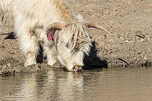 LF_PH24_IMG_8395-Enhanced-NR.jpg